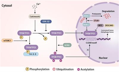 Lysosomal biogenesis and function in osteoclasts: a comprehensive review